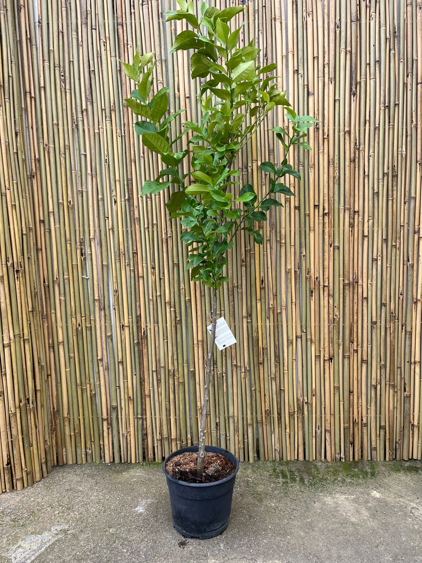 Limonero Eureka Cuatro Estaciones 125-150 cm