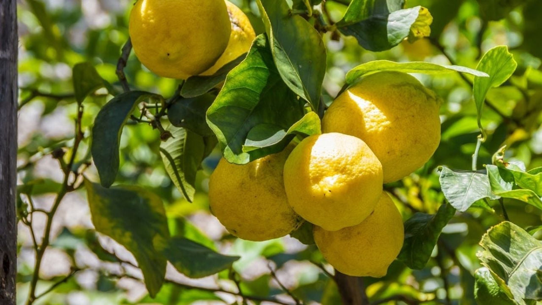 Optimiza tu cosecha de limones con estos consejos
