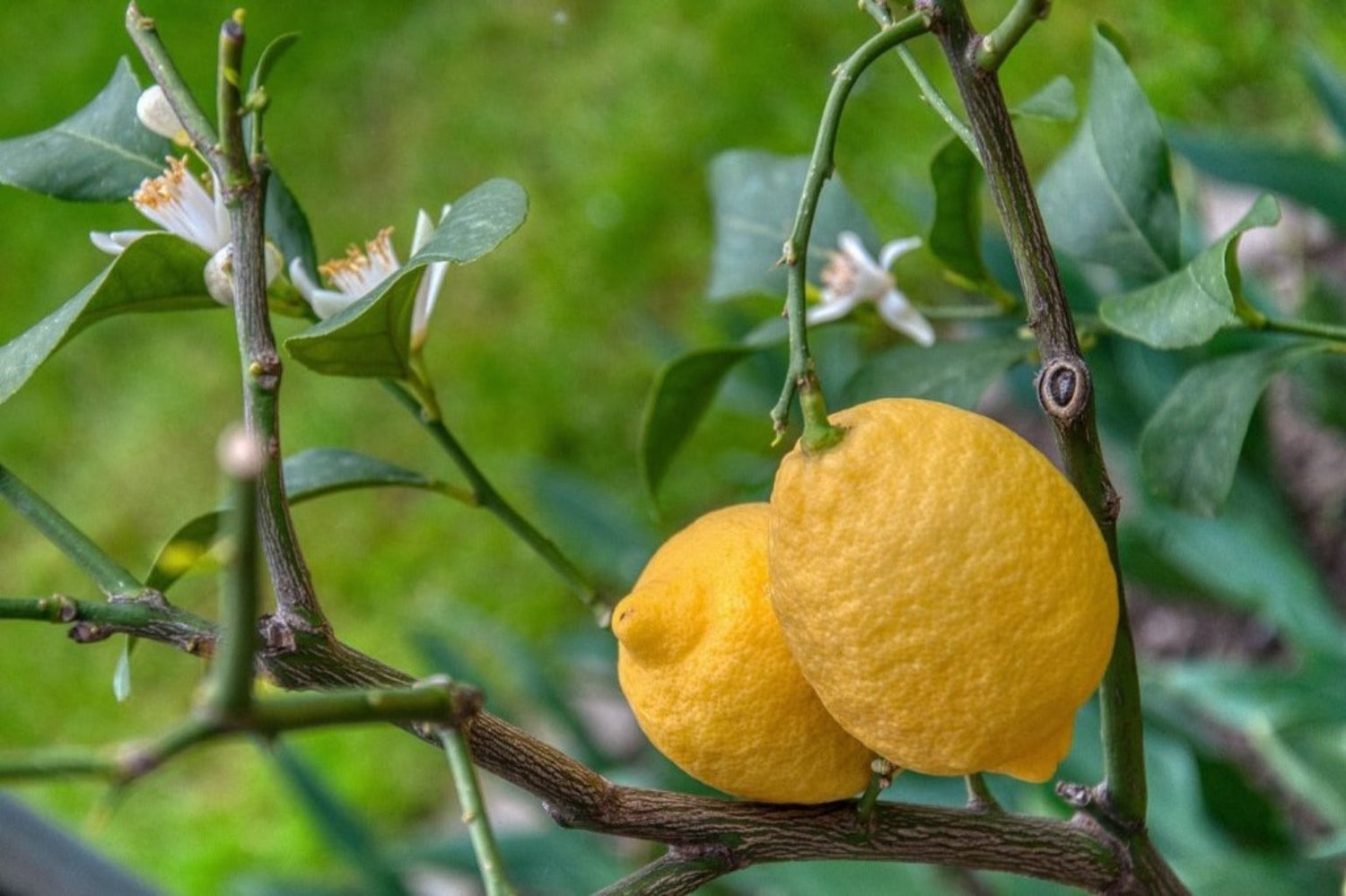 Limonero y cuidado tradicional - Limoneros Online